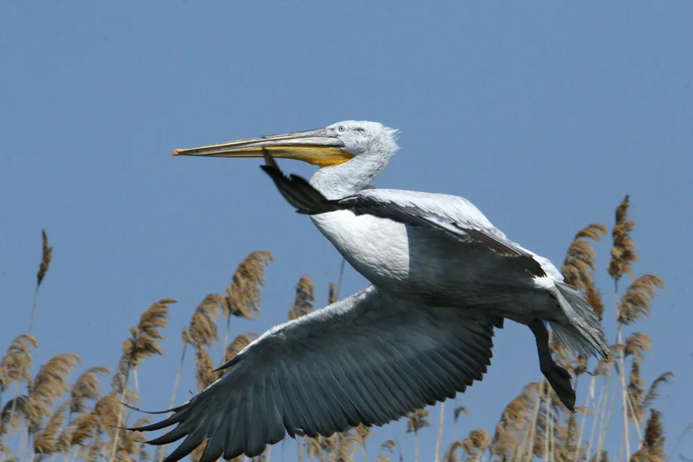 Migrating waterbirds at the Salina