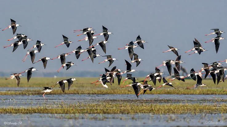 Birdlife across the salt pans