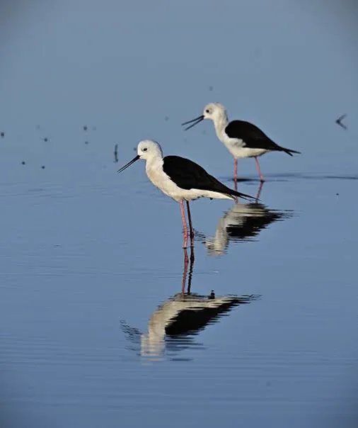 A waterbird feeding in the reserve