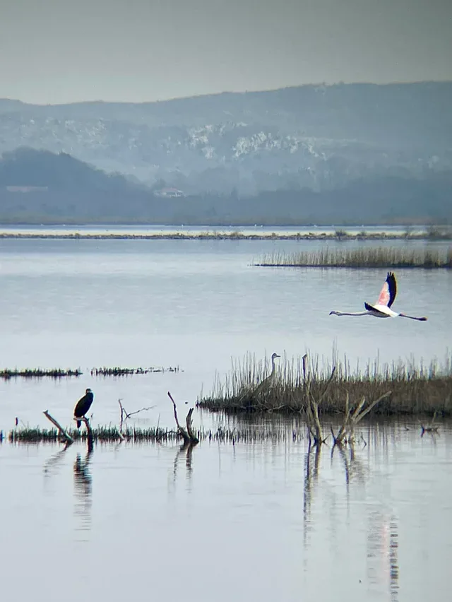 Bird on the wetland edge