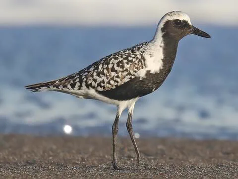 Small migrating waterbirds