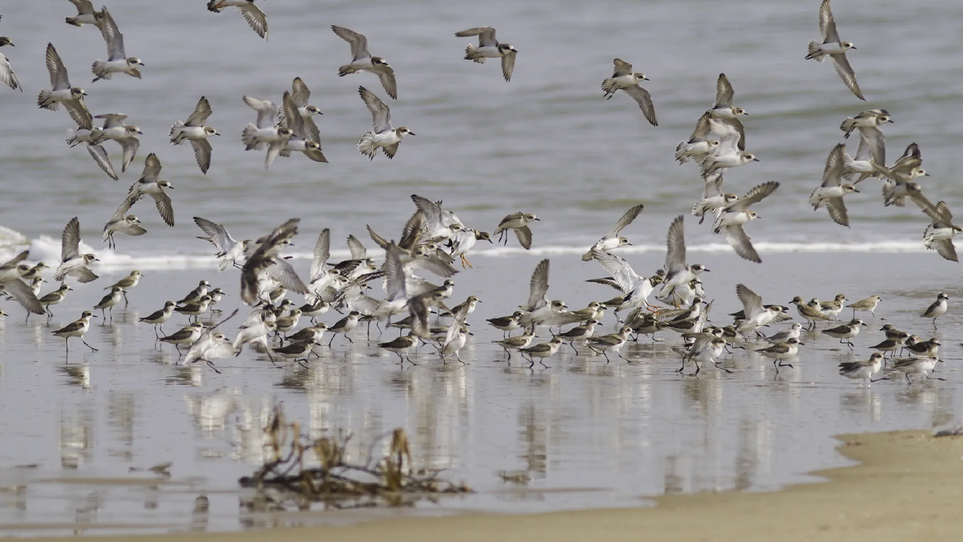 Mixed flock over the Salina