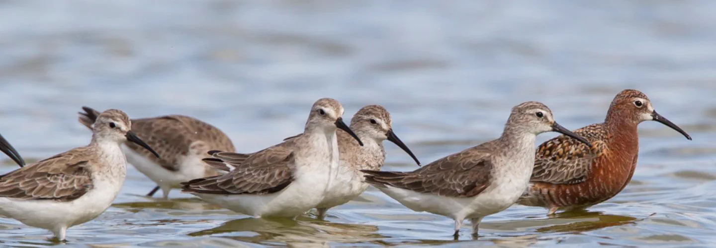 Birds across the open water