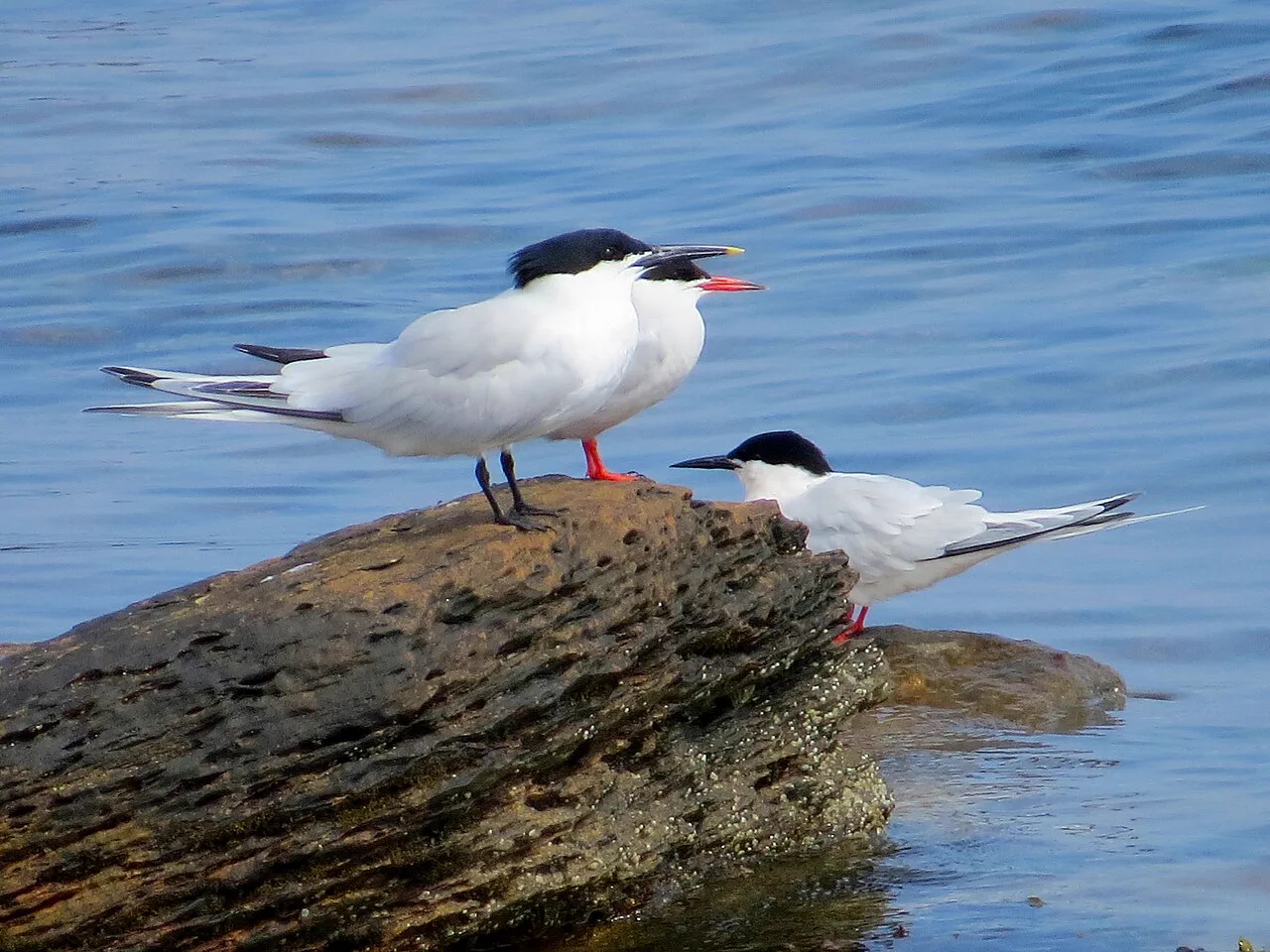 Autumn birdlife at Ulcinj Salina