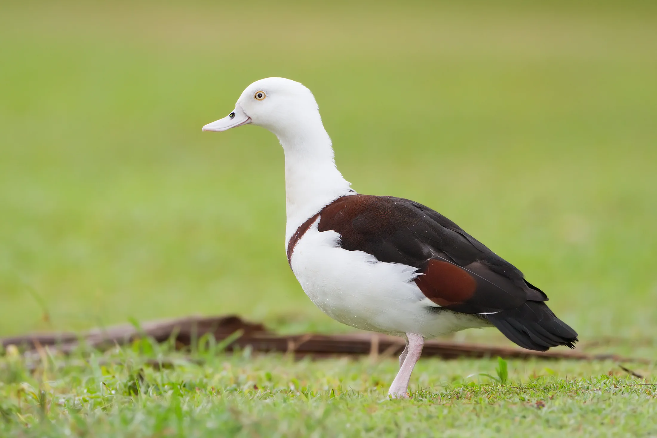Waterbirds resting during migration