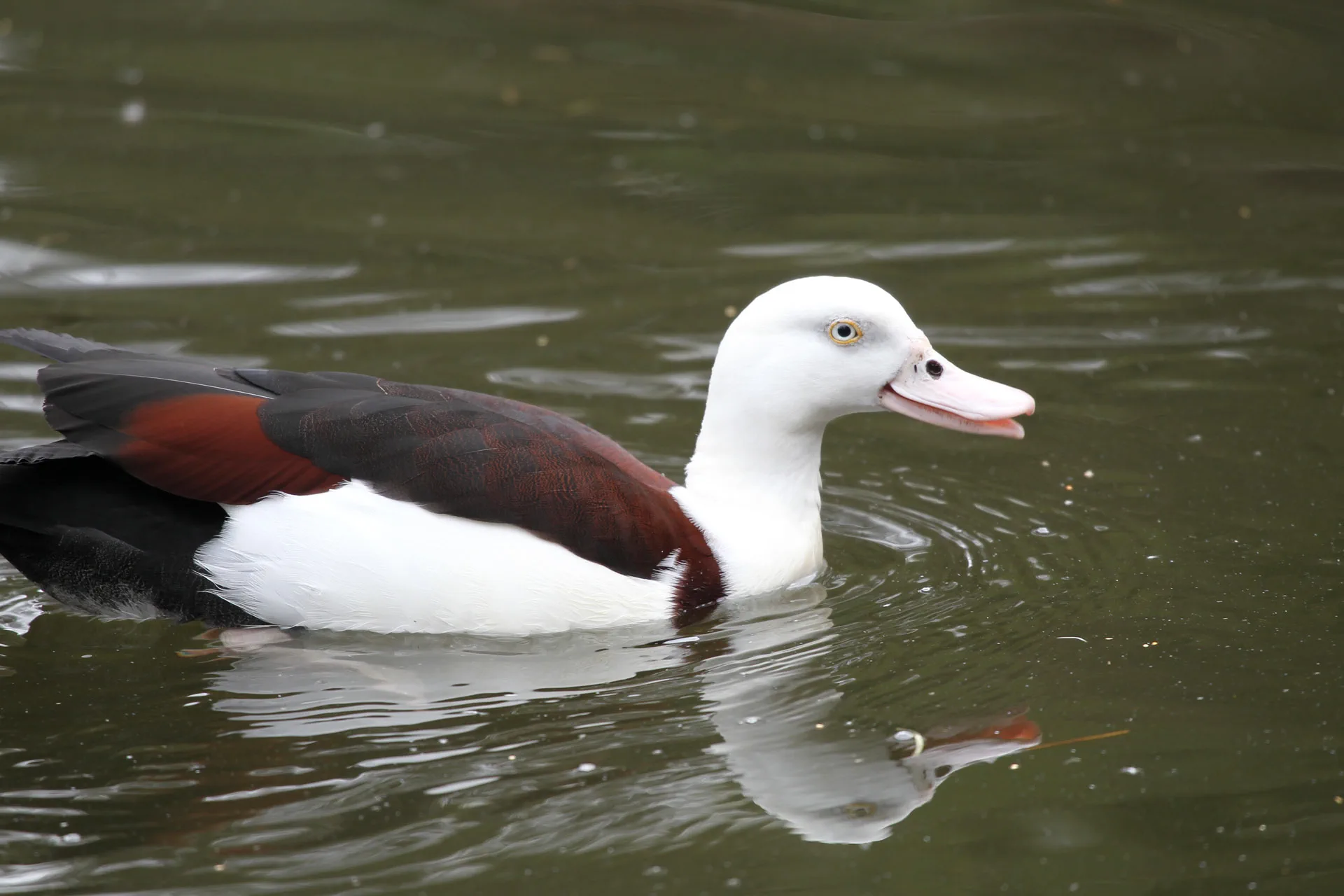 Ducks on the Salina