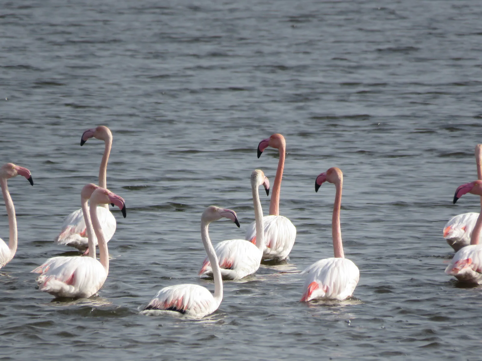 Flamingos feeding at Ulcinj Salina