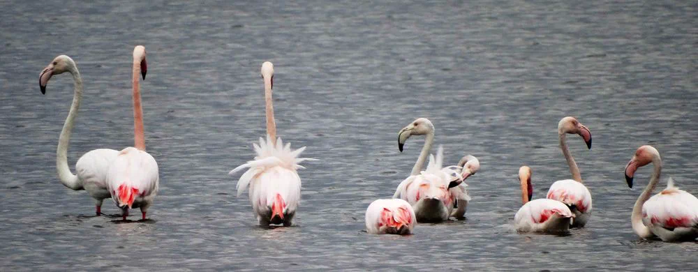 A long line of flamingos
