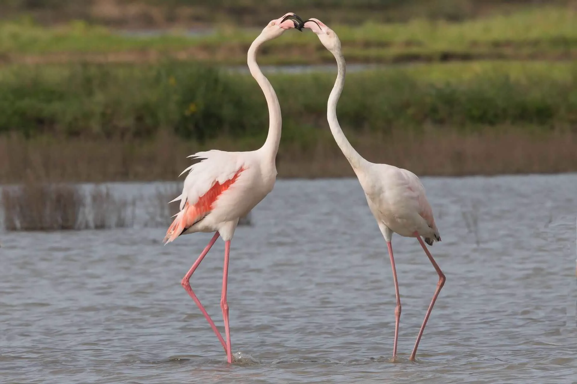 Wild flamingos in the Salina