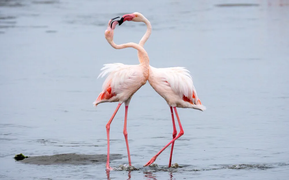 Flamingos reflected in the shallows