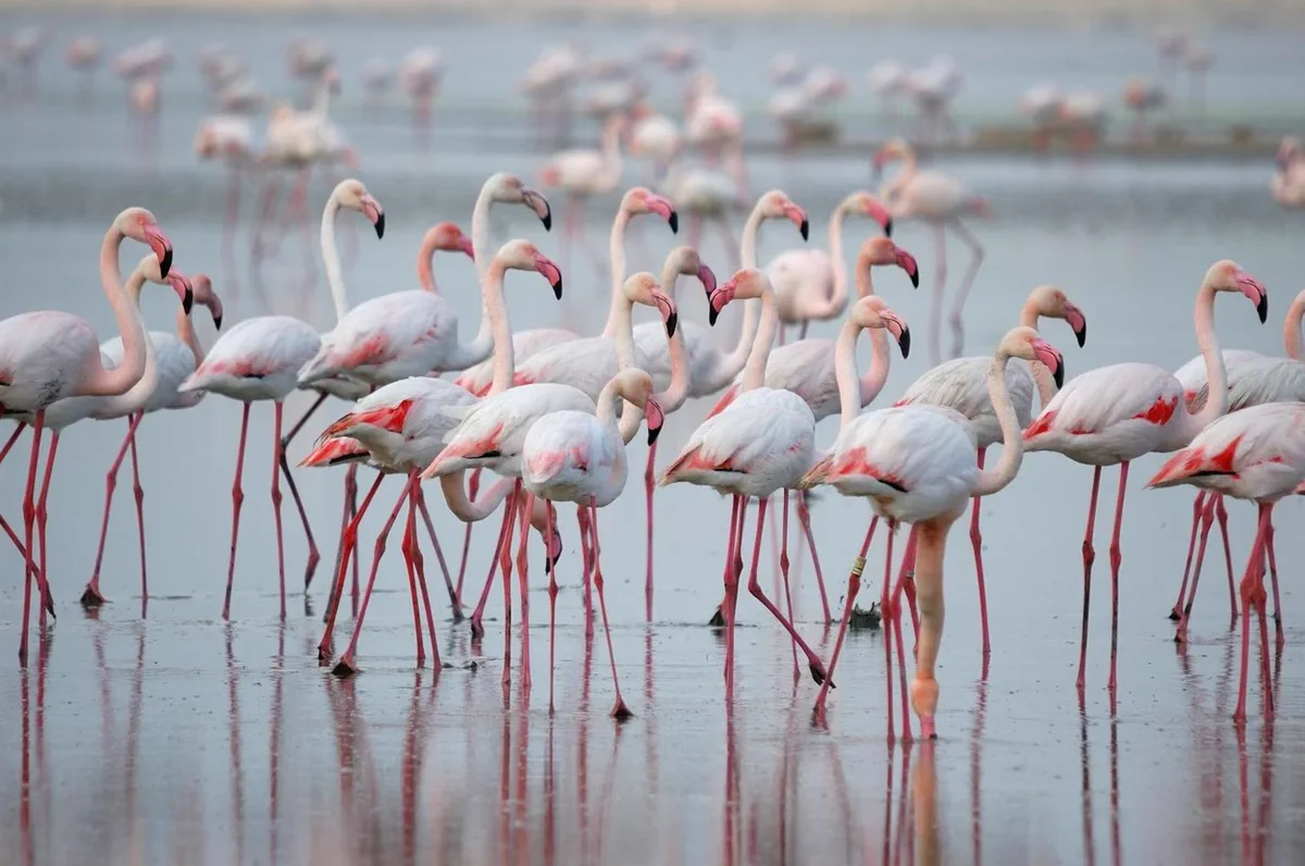 Flamingos at Ulcinj Salina
