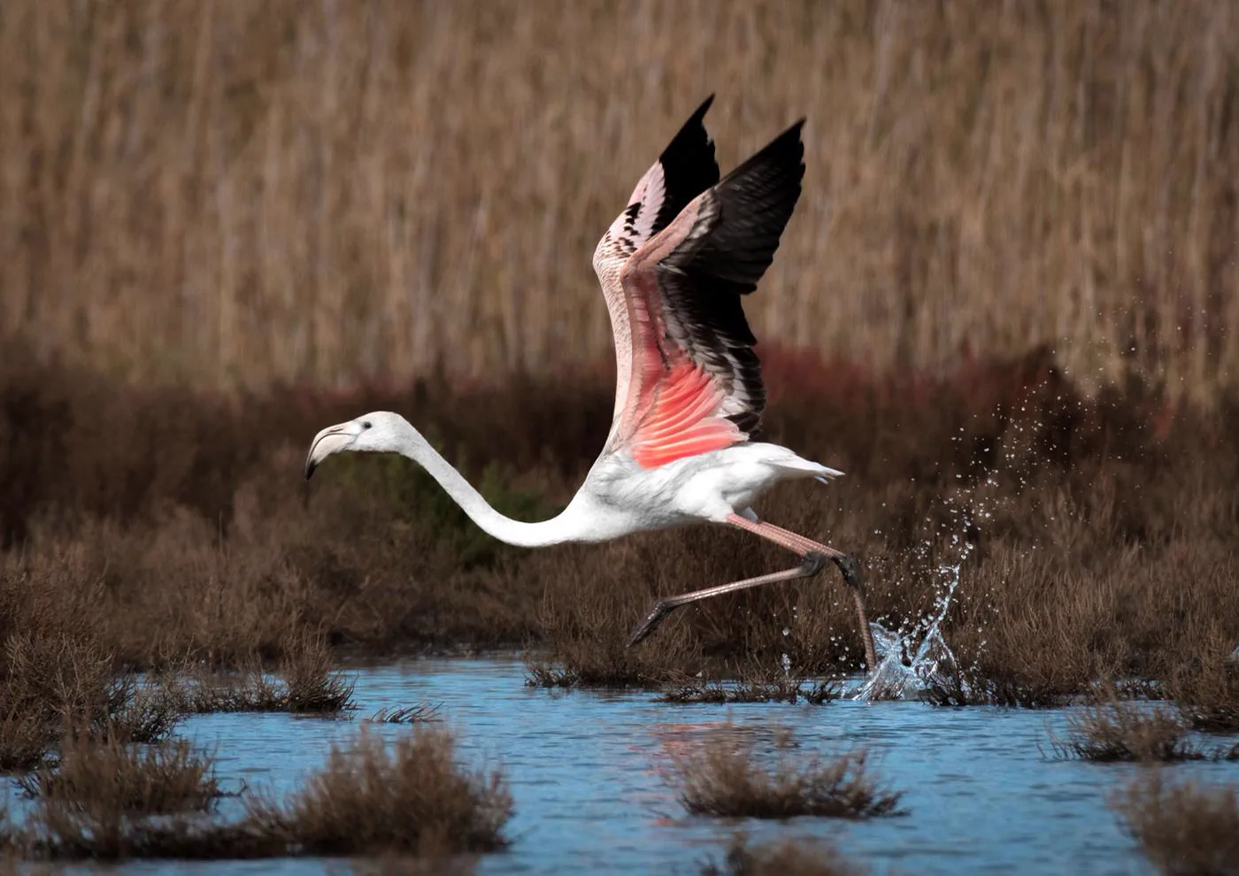 A flamingo taking flight from the shallow water