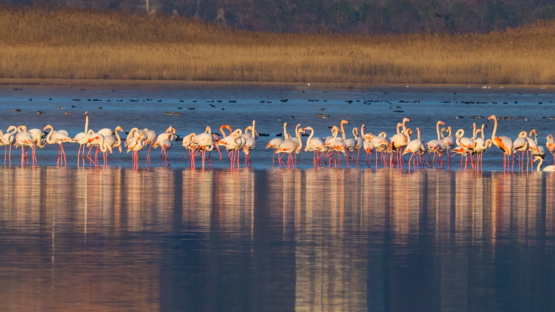 Flamingos gathered in warm evening light