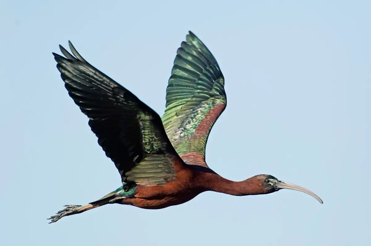 Glossy ibis