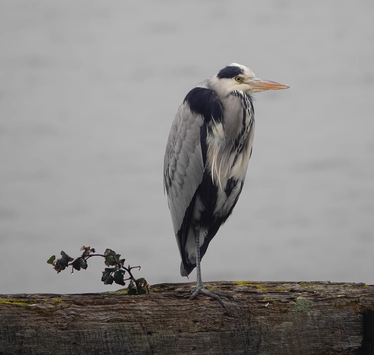 Heron at Ulcinj Salina