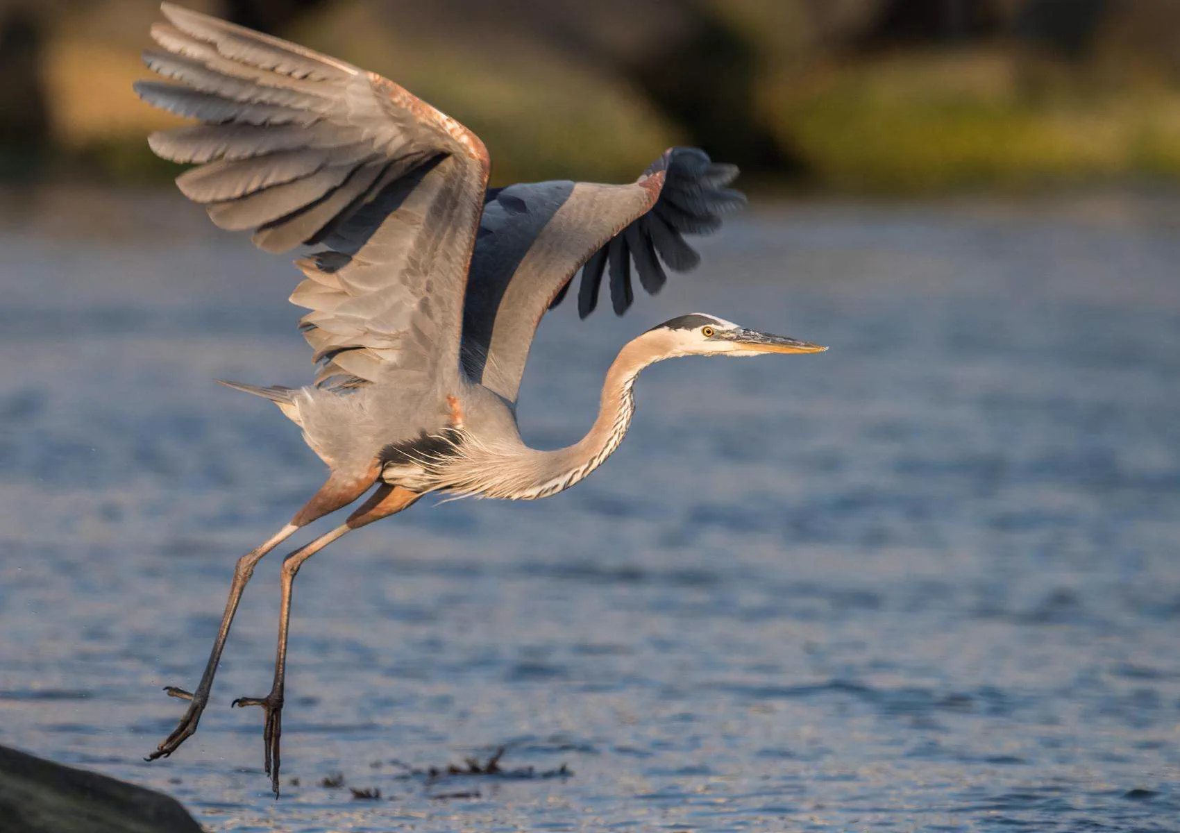 Heron crossing the shallow pools