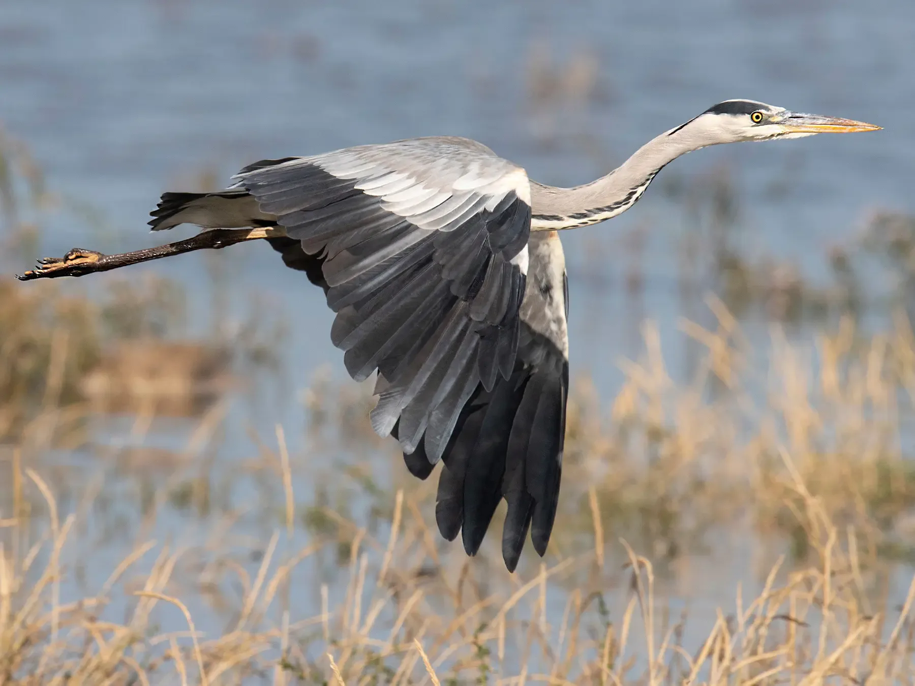 Heron in open water