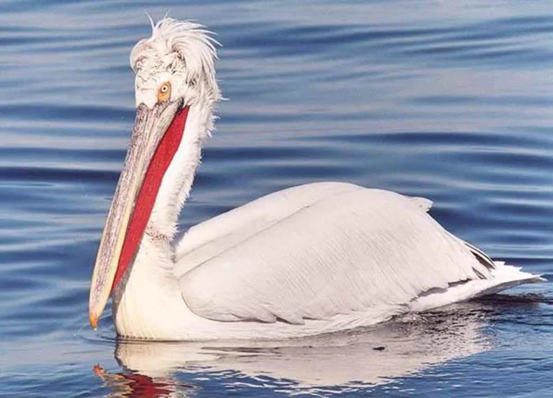 Dalmatian pelican