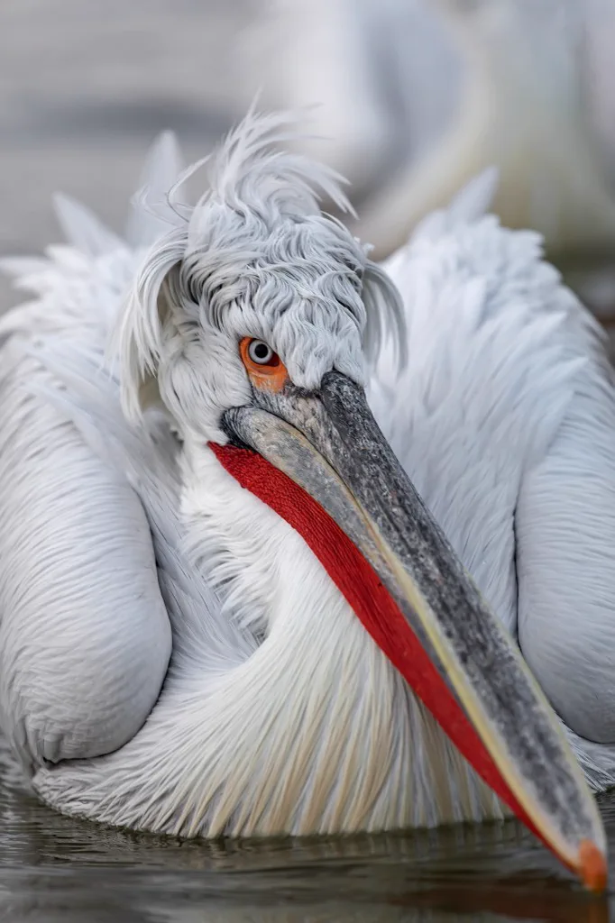 Pelican in the reserve