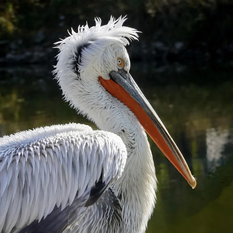 Pelican on the water
