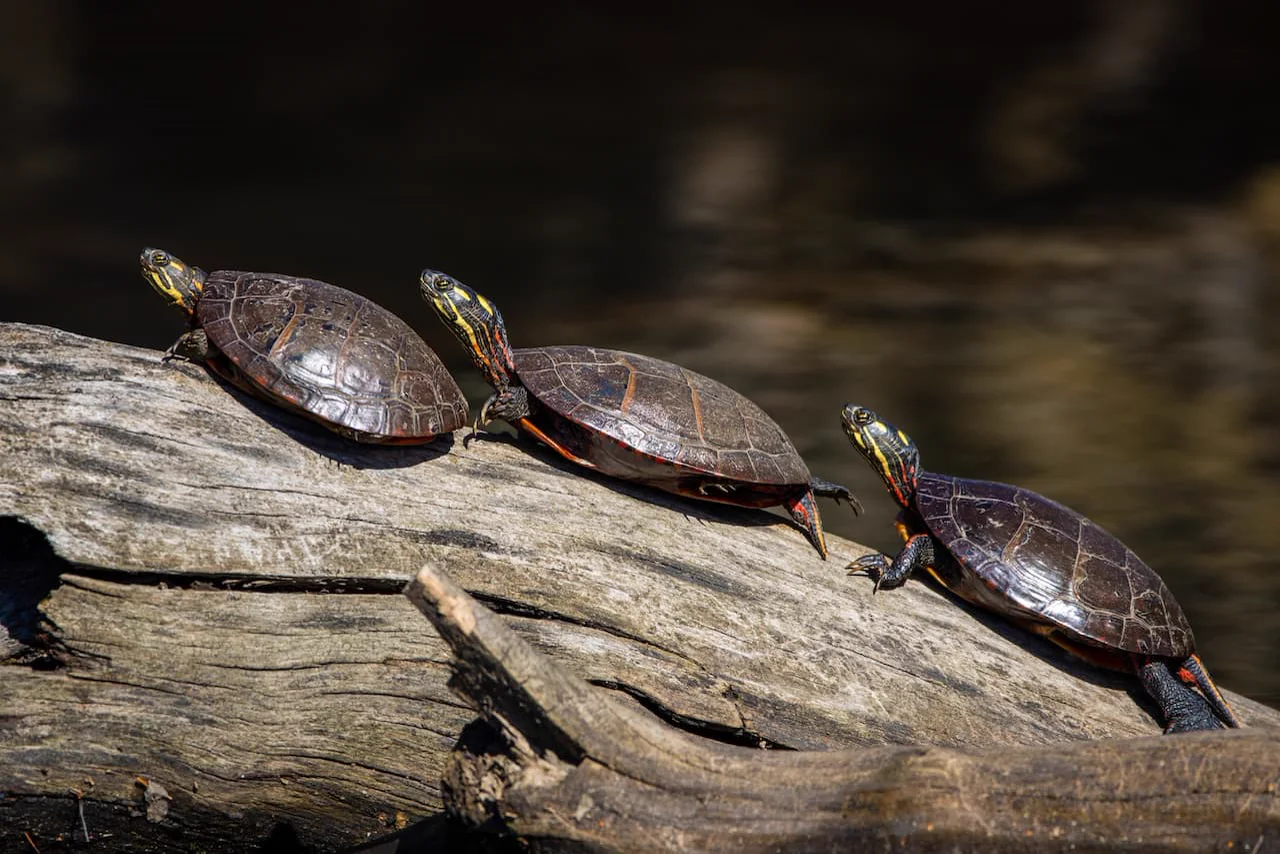 European pond turtles basking beside the water