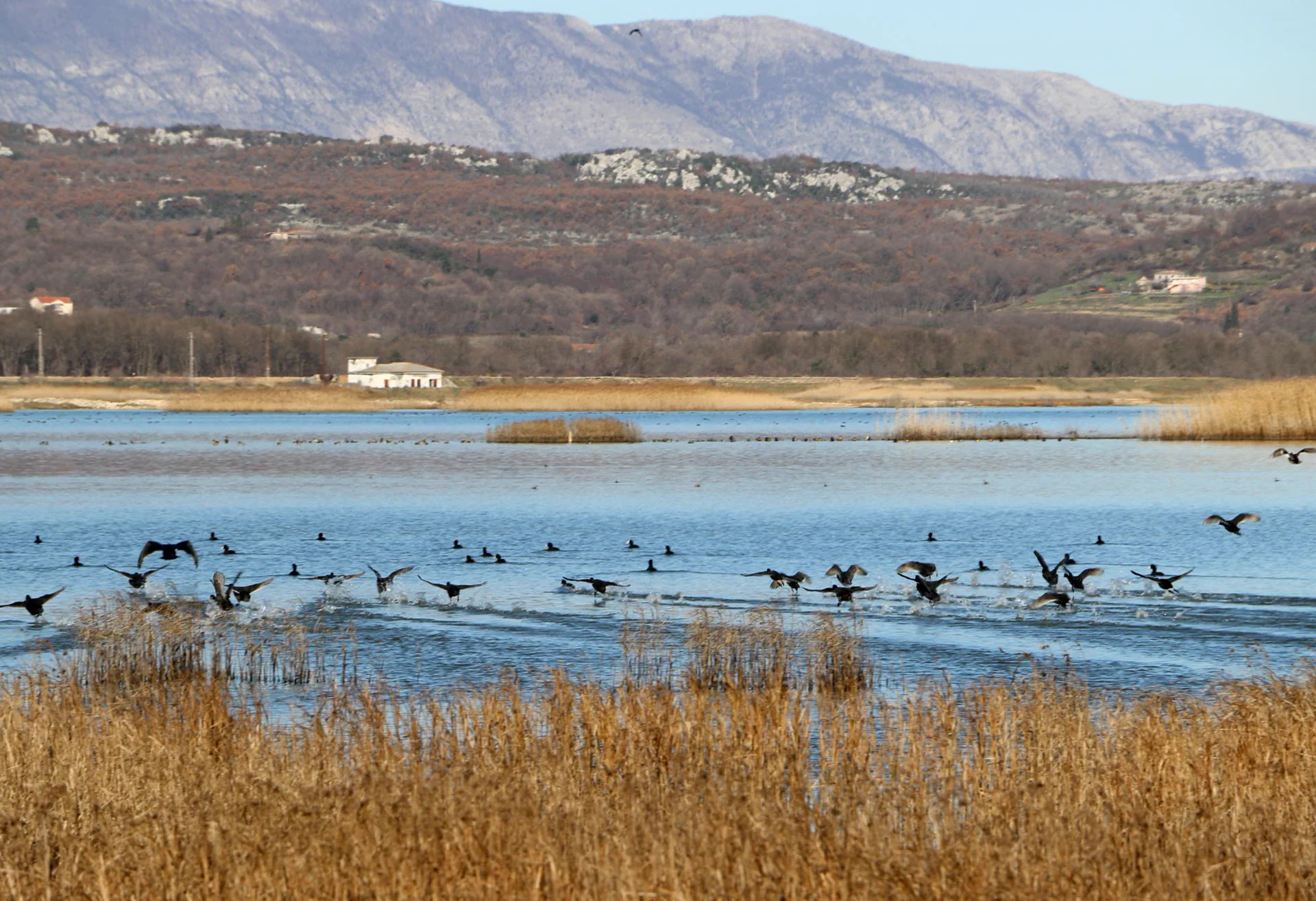Salt-tolerant vegetation and reeds along the Salina pools
