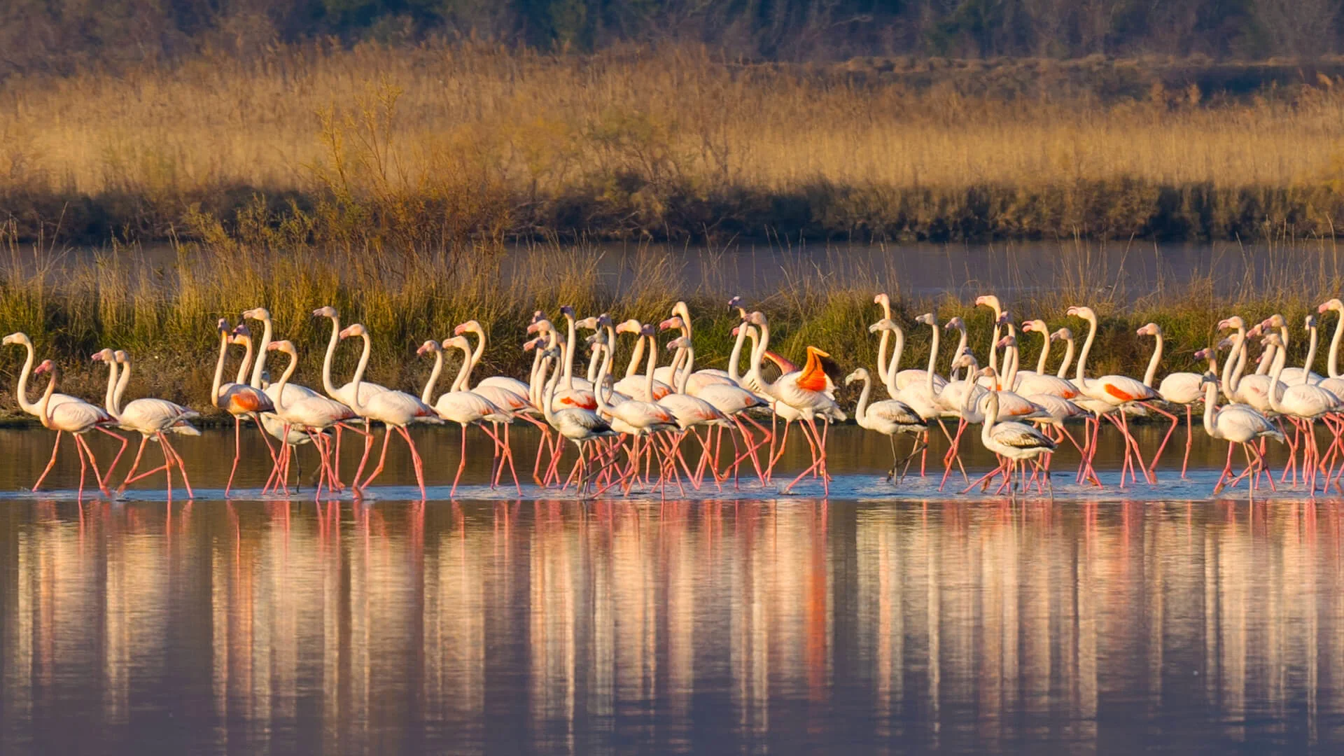Flamingos at sunset over the Salina