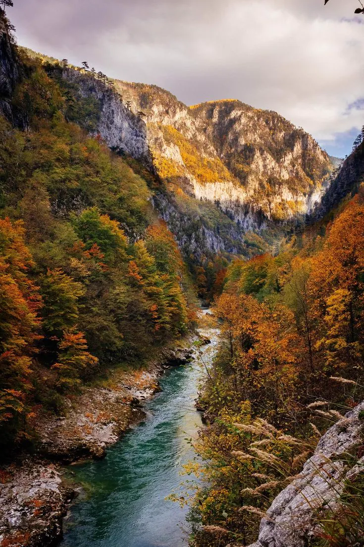 Tara River running through an autumn forest