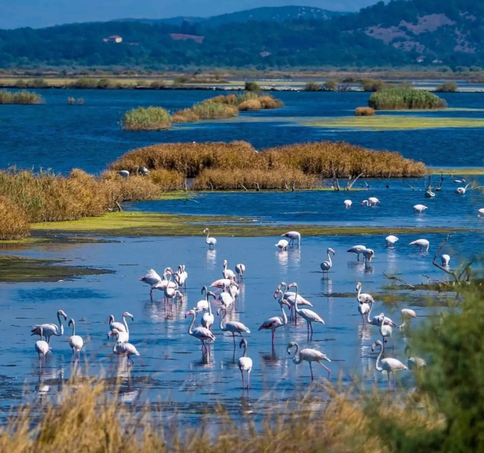 Flamingos gathered across the wetlands of Ulcinj Salina